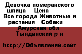 Девочка померанского шпица. › Цена ­ 40 000 - Все города Животные и растения » Собаки   . Амурская обл.,Тындинский р-н